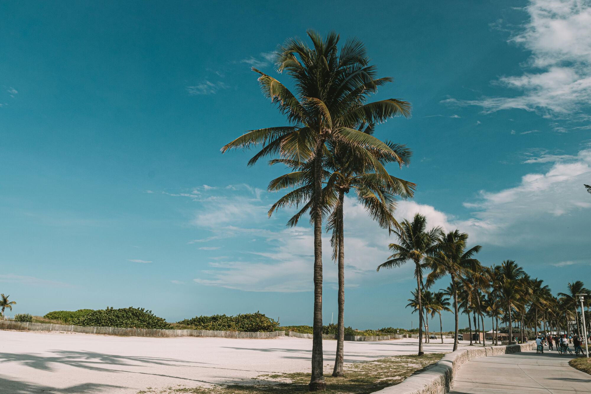 Paseo con palmeras junto a la playa